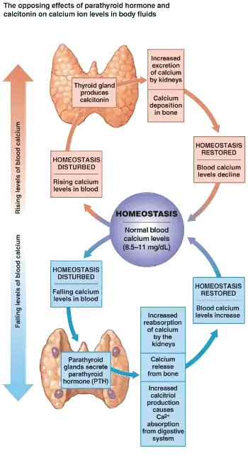 Parathyroid and calcitonin