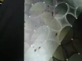 picture of a whitish purplish tie with splattered bloodstains