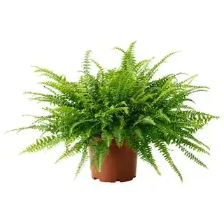 fern