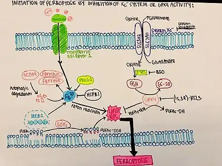 Initiation of ferroptosis by inhibition of Xc- system of GPX4 activity