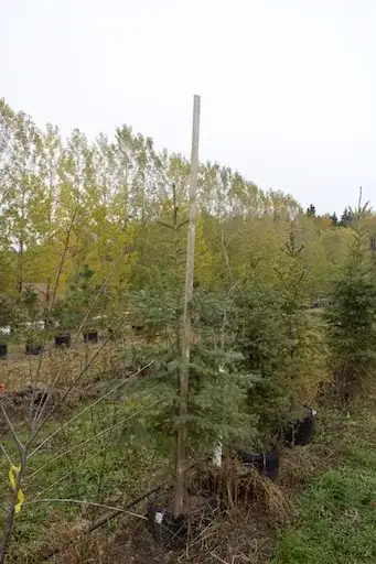 Spruce tree with measuring stick