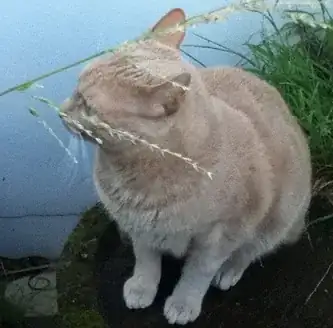 cat with backfacing ears