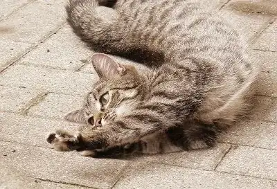 cat stretching