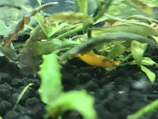 my pregnant sunkist shrimp