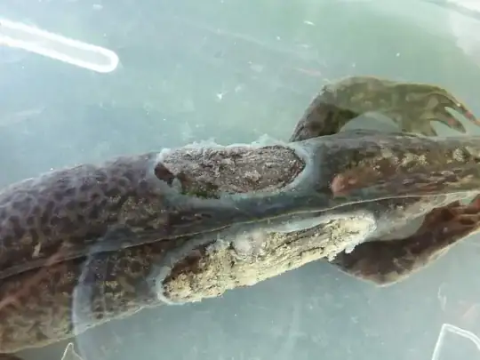 Damage to axolotl slime coat after pleco attack.