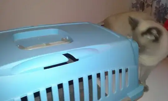 cat carrier with seatbelt slot