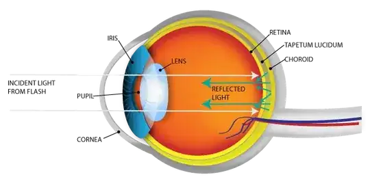 Diagram of a cat's eye