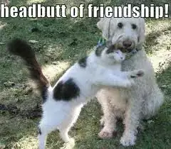 Headbutt of friendship!