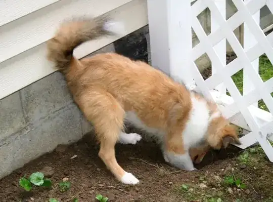 Digging dog