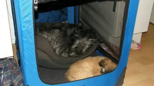 dogs sleeping near