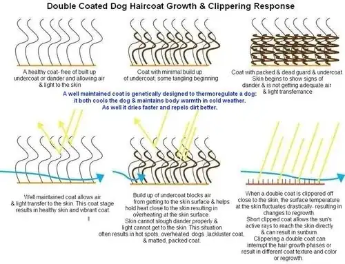 Double Coated Dog Airflow