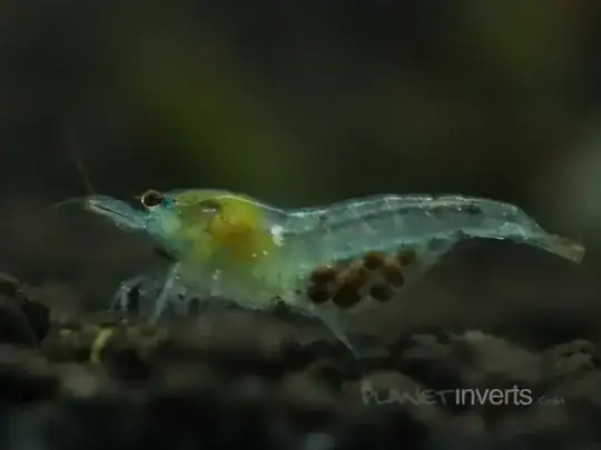 Pregnant Ghost Shrimp