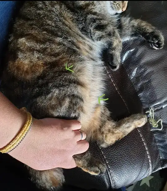 torbie bobtail with green arrows