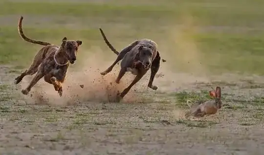Salukis running after a rabbit