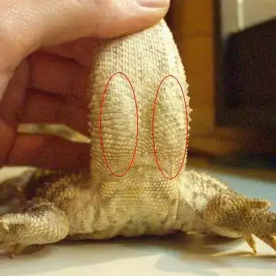 Male Bearded Dragon