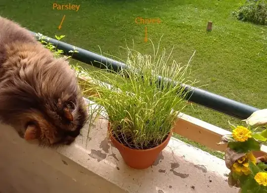 Our cat eating chives