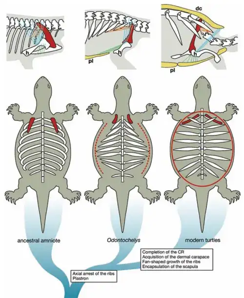 Turtle shell with ribs