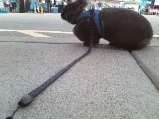Brown rabbit on leash