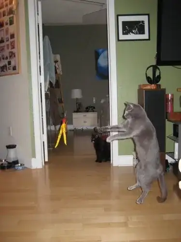 Cat going after Da Bird