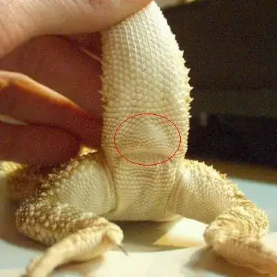 Female Bearded Dragon