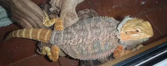 Bearded Dragon shedding