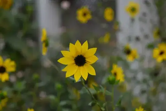 Sunflower 1