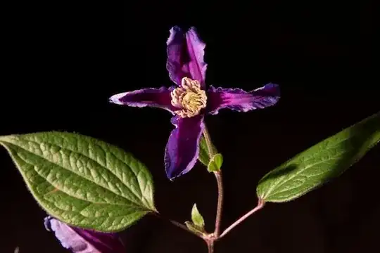 purple flower