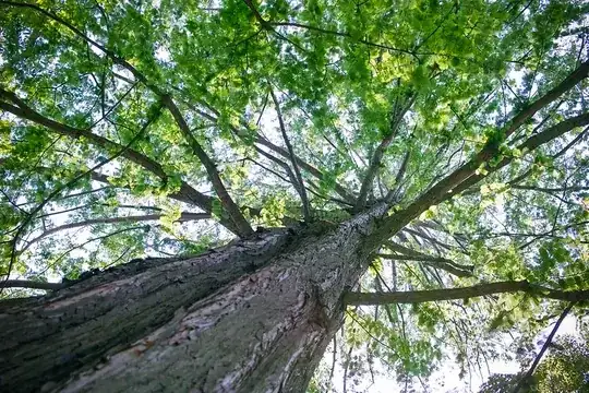 Foveon image of tree leaves from below