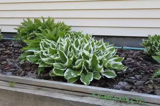 the autofocus point was in the center of green and white hosta plant in the middle of the photo