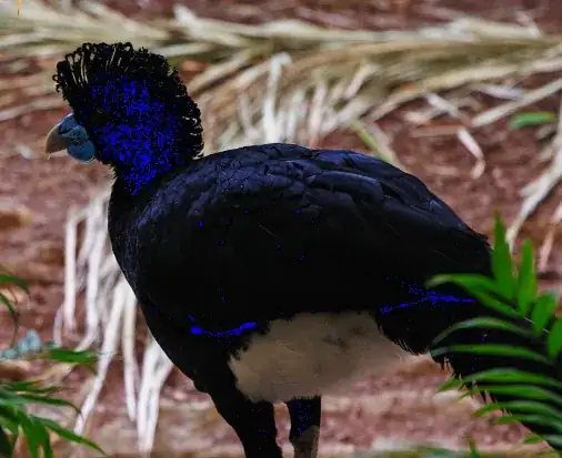 blacks in Lightroom develop mode