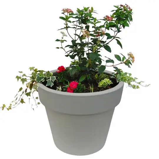 Plant on clean background