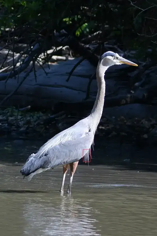 Great Blue Heron, 1:1 Crop of original image shot with Zeiss 100mm f/2 Makro Planar