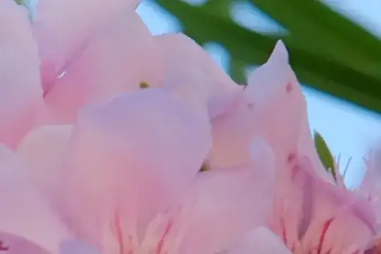 1:1 view crop of out-of-camera image