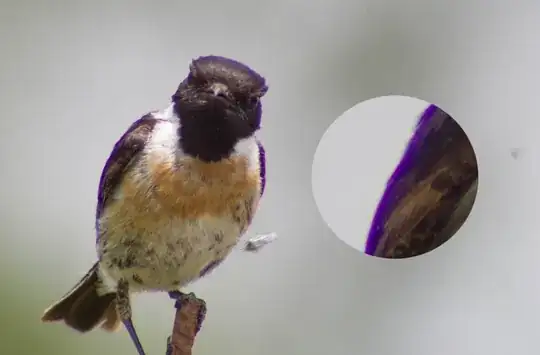 bird with purple fringing