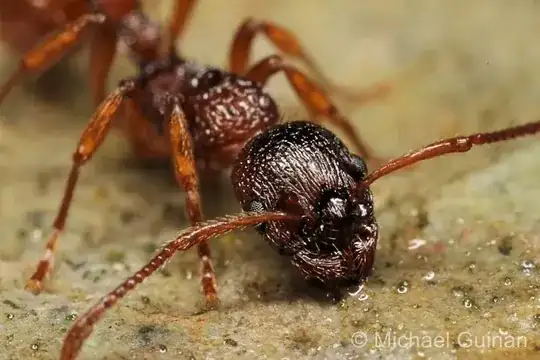Ant