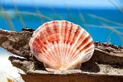 Shell on Pakiri beach (non-polarized)