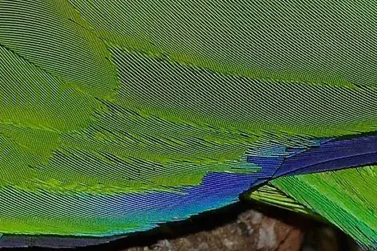 Moiré on parrot feathers