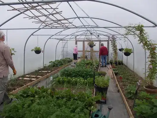 Plants in polytunnel