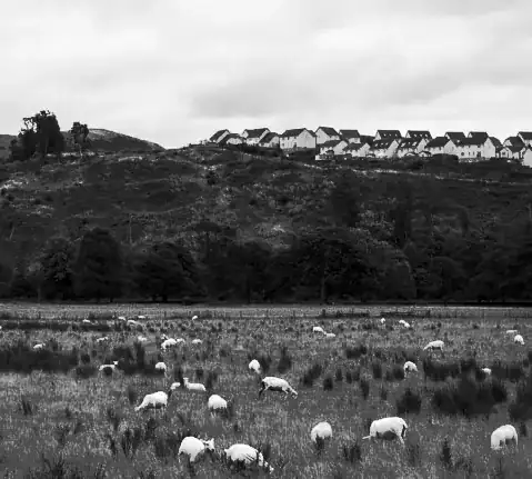 black and white image of goats, hills and houses