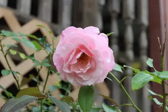 Rose 1