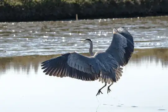 Great Blue Heron