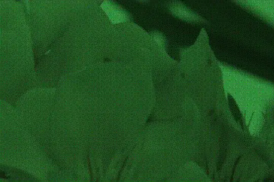 1:1 with xtrans colorization