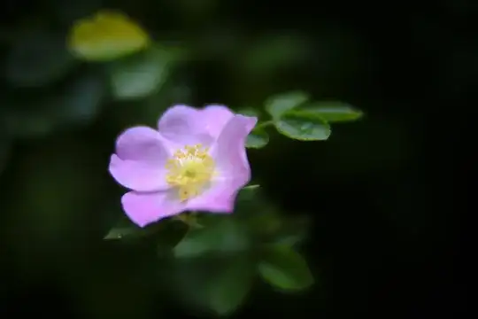 flower with dark background