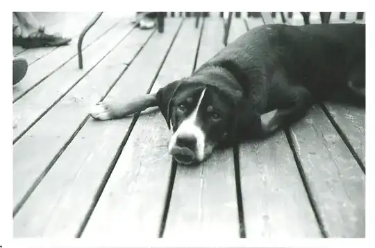 Jay Lance Photography - this dog photo is for you!