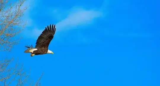 picture of bald eagle