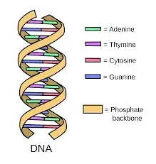 DNA