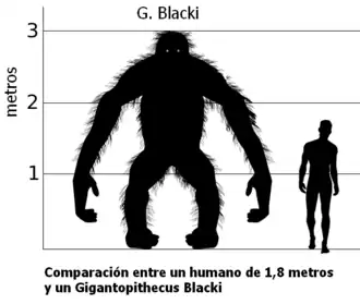 Gigantopithecus vs Hombre.PNG