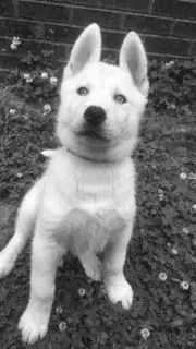 GIMP's result of the .PGM