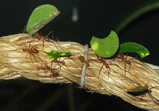 leafcutter ants