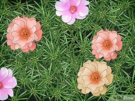 Image titled Take Care of Moss Roses Step 1